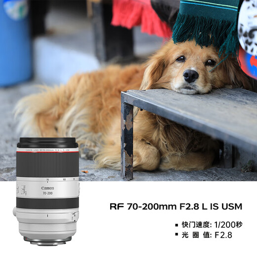 Canon r5 professional mirrorless camera, bird shooting equipment, digital camera, eos r5 full frame Vlog camera, 8K video shooting, place an order for Labubu & Jindou R5 disassembled body + RF24-70 + RF70-200 dual lens, package three, original shoulder bag + outdoor fill light + professional photography tripod