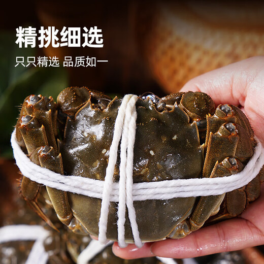 Live crabs, fresh hairy crabs from Xianjing, 3.5 taels of whole female crabs, 4 pairs of 8 pieces, full weight without rope, crabs, river crabs, fresh gift box