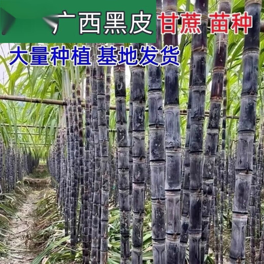 Guangxi authentic black sugarcane seedlings seedlings sugarcane seeds wholesale potted plants can be planted crispy and sweet, can be planted in the north and south, 10 black sugarcane roots with 3-6 spores, Guangxi sugarcane seedling heads