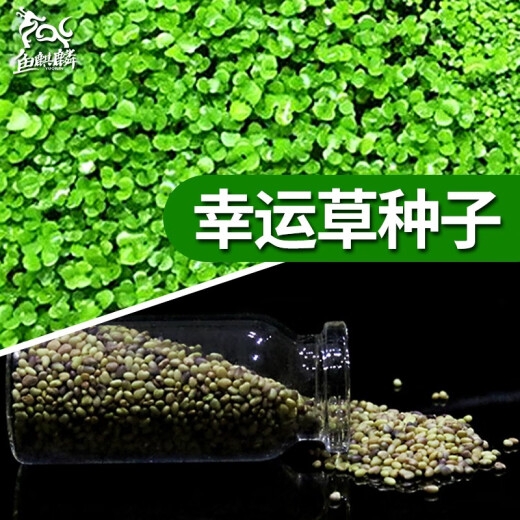 Fish unicorn aquatic plant seeds fish tank landscaping aquarium decoration lazy water grass mud foreground grass freshwater plant landscaping quick clover seeds 15g/bottle*1