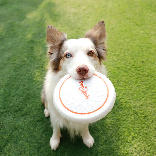 GiGwi dog toys special small flying disc bite-resistant side animal outdoor flying disc dog toys small and medium-sized dog pet toys
