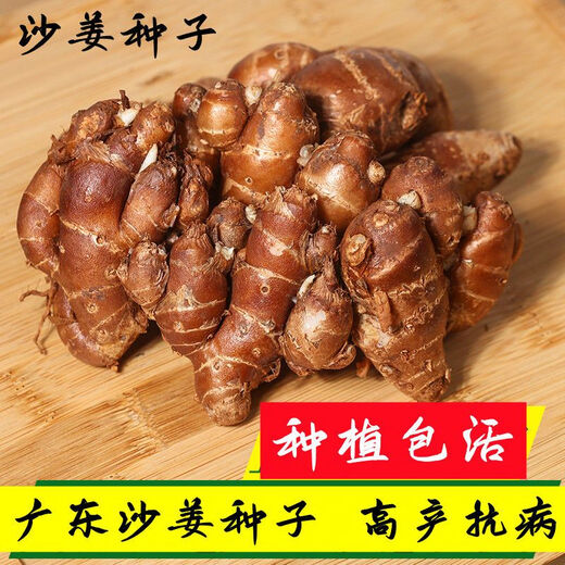 Shajiang seed ginger seedlings Guangdong fresh ginger Shajiang authentic Maoming Huazhou Nansheng electric white sand ginger seedlings 1500g