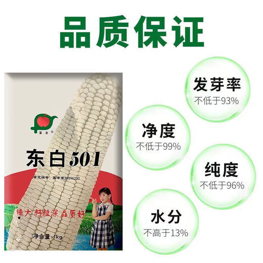 东白501南北方通种大棒白玉米种子稳产杂交春播夏播早熟粮食饲料 东白501原装1包2斤
