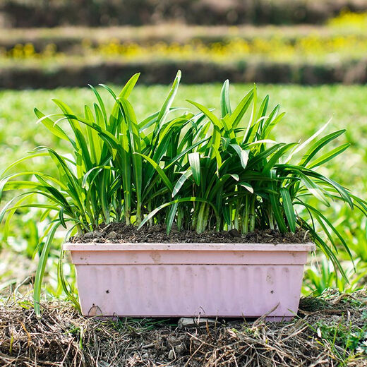Guizhou native specialty authentic stone leek, large broad-leaf leek, Guanyin giant leek, wild broad-leaf potted leek root, 60 medium seedlings, dug with mud, no pots guaranteed to arrive fresh