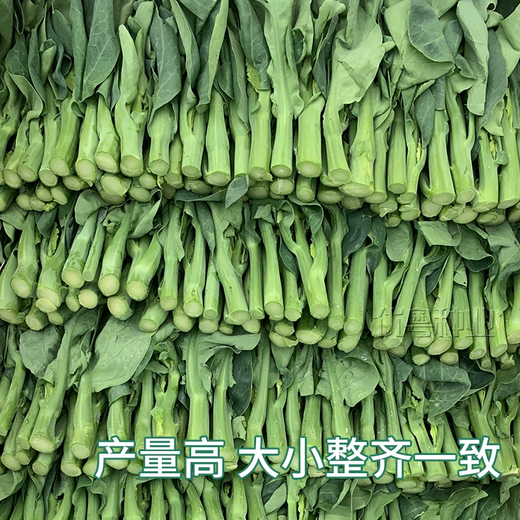 Xiangbin kale seeds kale field open-air planting in spring, summer, autumn and winter sowing pot seeds Guangdong vegetable seeds white flower willow leaf kale seeds 2000 original x2 pack