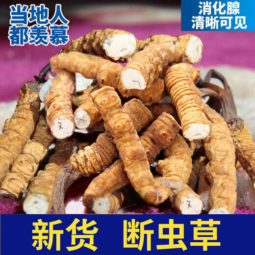 New cordyceps cordyceps dry goods cordyceps broken grass big broken grass succulent section selected big broken grass 5g