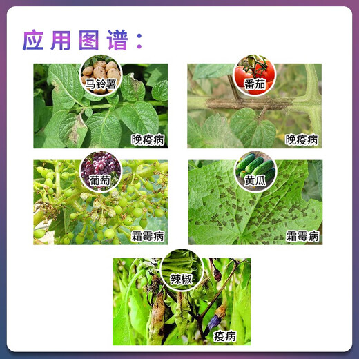 Corteva DuPont Zengwei Yinggreen 10% fluthiazolpyridone cucumber grape tomato late blight downy mildew fungicide 30ml (Zengwei single bottle)