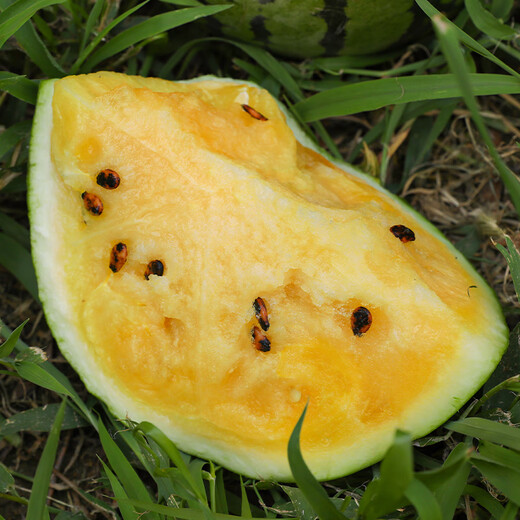 Farmer's Son Extra Sweet Xiaofeng Yellow Heart Watermelon Seeds Gift Crisp Sweet Yellow Soil Orchid Hanger Yellow Flesh Watermelon Seeds Yellow Flesh Xiaofeng Watermelon Seeds 10 capsules 10 packs