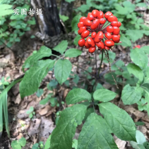 笑熙熙 新鲜人参东北长白山现挖现卖人参煲汤泡酒 9-14支人参（1斤装）