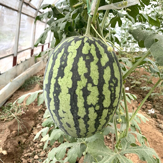 Zhongke Maohua melon and fruit seeds Jinmei 4K watermelon seeds with flower skin, red flesh, oval skin, thin toughness, storage and transportation resistance, easy to make fruit Jinmei 4K-50 capsules