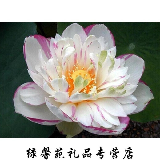 Kezhiyuan High-yield Lotus Root Seedlings Lotus Root Ornamental Lotus Pond Lotus Root Hydroponic Rice Field Fish Pond Deep Water Shallow Water Lotus Root Giant Edible Vegetable Lotus Root [Soup. Super Powder] Bare Root Without Soil