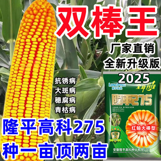 New species Longping 275 high-yielding corn seeds, double stick twin king, drought and waterlogging tolerance, lodging resistance and rust resistance New species Longping 275 Big Mac twins, about 4239 grains, 1 bag, original national approval