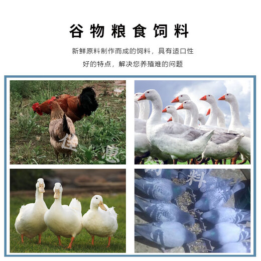 Laying hen feed, laying hen full price feed, grains, medium and large chicken household corn crumbs to feed chickens, quail, ducks and geese, laying hen full price feed, 2 Jin Jin is equal to 0.5 kg