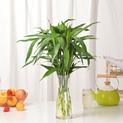 Flowers bloom and prosper, prosperous bamboo hydroponic plants 10 branches