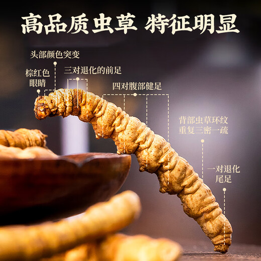 同芙 冬虫夏草断草10g约20根 全虫大号纯肉节 滋补营养补品自食性价比