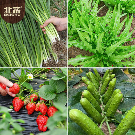 Beishu various vegetable seeds lettuce spinach coriander chives celery balcony four seasons rapeseed 12 kinds of vegetable seeds