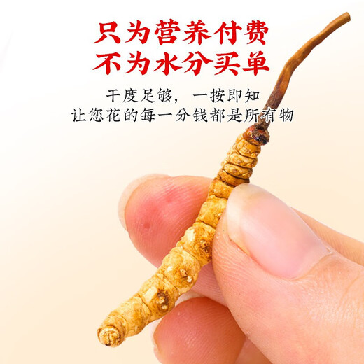 西那藏曲虫草雪山冬虫夏草虫草王雪山高海拔滋补送礼盒装全网比价 西藏那曲虫草10条装(4条一克)