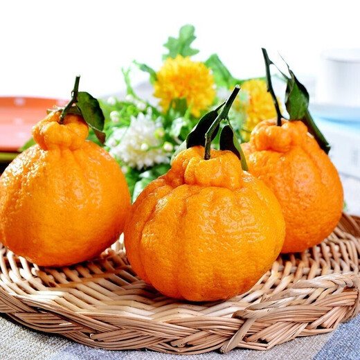 Moisturize the taste and come to Sichuan Wuzhihuo Chou Orange Fresh Seasonal Fruit Gift Box Big Fruit Chou Orange Eight Strange Orange Rake Orange Rake 6Jin[Jin equals 0.5 kg] Gift Box Pack