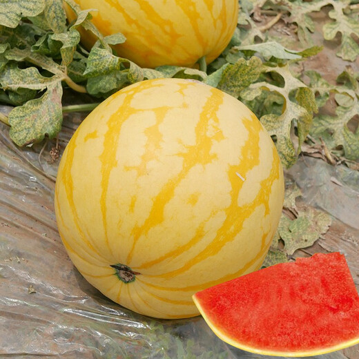 Dayu's yellow skin and red flesh watermelon seeds seedlings extra large watermelon yellow heart and yellow flesh extra sweet early maturing fruit seeds suitable for the south Jinlinglong watermelon seeds 100 capsules/bag (red flesh)