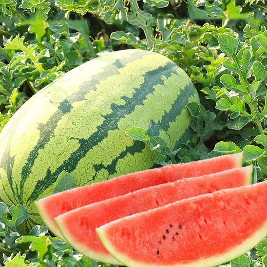 Dayu Lazy Man Watermelon Seed Seedlings Extra Large Suitable for Early Maturing Lazy People in the South 8424 Kirin Melon Meidu Seedless Fruits and Vegetables Lazy Man King Watermelon Seeds 50 capsules