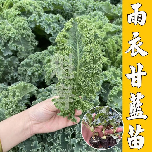 Vegetable seedlings suitable for planting in autumn, easy-to-live leeks for all seasons, cold-resistant baby cabbage, blue kale, pepper seedlings for autumn sowing, 10 kale seedlings + fertilizer