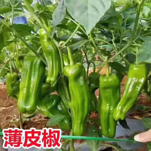 Authentic Zhangshugang pepper seedlings with soil seedlings local nearby various vegetable seedlings Hong Kong pepper devil pepper screw pepper Zhangshugang 1 tree shipped with soil
