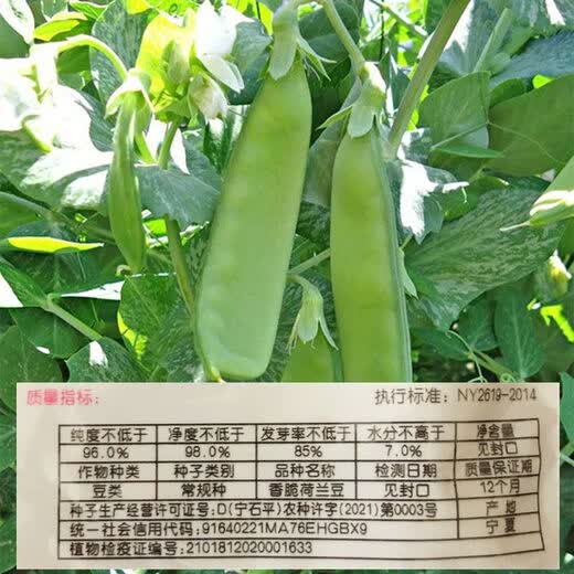 Roselle-Samen, rote Pfirsich-K-Samen, Sesamhonig, große Zuckerschoten, 9-Zoll-Ginseng, süße Senfkörner, original große Zuckerschotensamen, 100 Kapseln, 2 Packungen