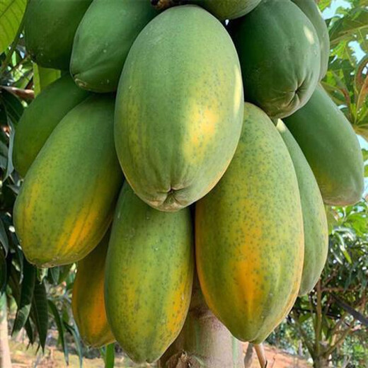 Papaya seeds Hainan red heart papaya rock sugar papaya papaya seeds balcony courtyard potted vegetables and fruits for four seasons sowing papaya seeds 30 capsules