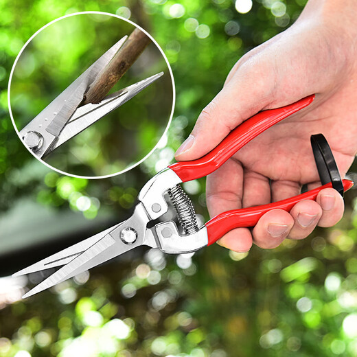 JPHZNB Farmer's Helper Fruit Picking Scissors Fruit Thinning Scissors Grape Flower Thinning Scissors Pruning Pruning Scissors Citrus Pepper Special Fruit Picking Scissors Straight Head Dip Plastic Scissors