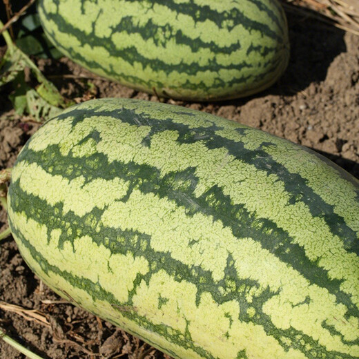 Shouhe Lazy Man Watermelon Seeds Lazy Man King Watermelon Seeds Extra Large Spring No Pruning Lazy Man Fruit Seedlings Southern Sweet Green Emperor Lazy Man King Watermelon Seeds 30 capsules 5 bags