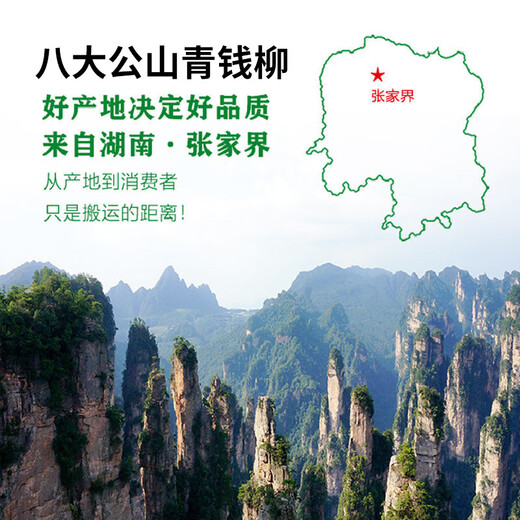 Qingqianliu Wholesale Water Repairing Gold Money Liu Zhangjiajie Qingqianliu Hunan Chengbu Tea 156g of tender leaves Spring picking two cans