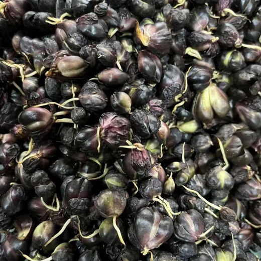 Longshan lily bulbs, edible lilies, fresh balcony green plants, can be potted, Yixing lily seeds, bitter taste, 850g lily seeds