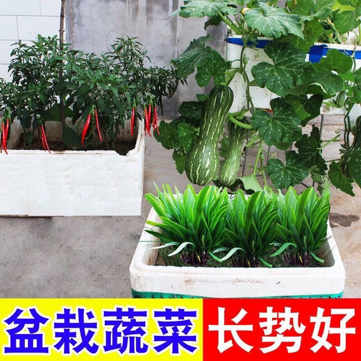 复合肥氮磷钾肥料颗粒化肥种花种菜花卉果树蔬菜通用肥料速溶增产 蔬菜专用复合肥【十斤】