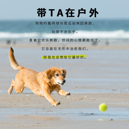 EETOYS Green Tennis Dog Toy Sound Interactive Washable Teeth Cleaning Ball Pet Supplies