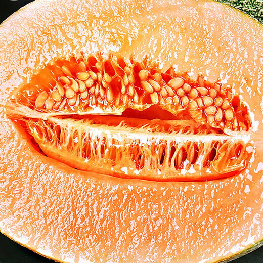 Shouhe Xinjiang Hami Melon Seeds Southern and Northern Early-maturing Super Sweet Xiangfei Reticulated Honeydew Melon Shouhe Xiangyang Hami Melon Seeds 30 capsules x 10 high sugar