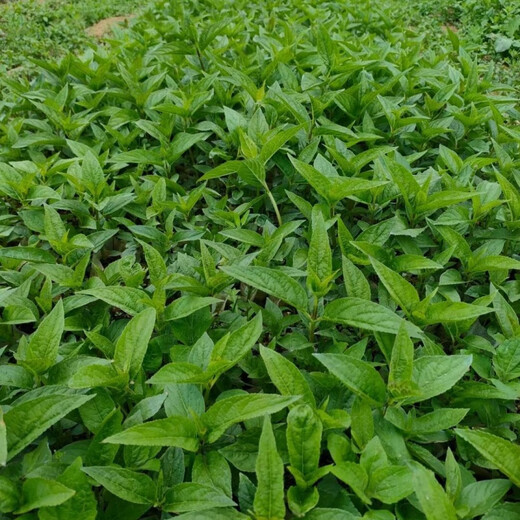 Jingyu Yunnan golden flower red ginseng rare fruit four-season green plant abacus fruit spider fruit Yunnan abacus fruit 100 red ginseng coated large black fruit seeds