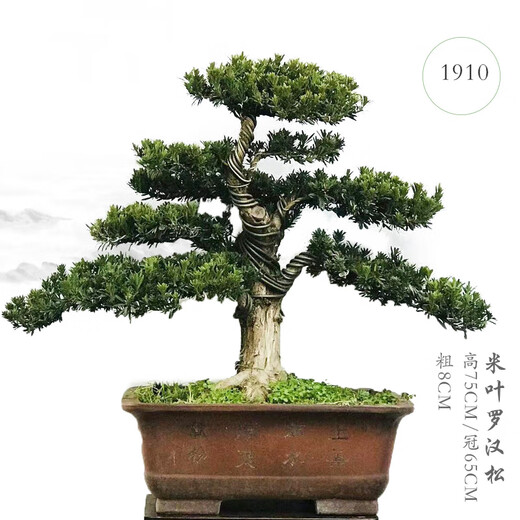 Qiliuwan high-end podocarpus bonsai pearl red buds sparrow tongue rice leaves podocarpus large potted garden in living room 1391 potted
