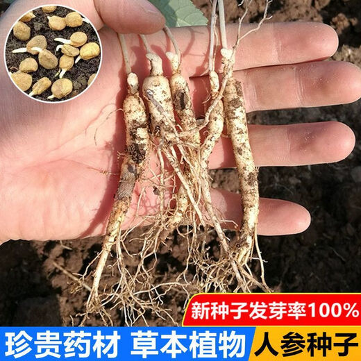 Changbai Mountain ginseng seeds, wild ginseng seeds, easy to grow Chinese medicinal materials in all seasons, easy to live indoor flower pots, ginseng seeds shipped without buds, big sale, 2 bags selected, about 104 capsules
