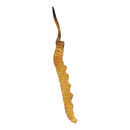 
Gift box Cordyceps sinensis gift box Cordyceps 2 1 gram dry goods Cordyceps gift nourishing quality gift box Nagqu diamond grade Cordyceps 100 pieces 2 1 gram