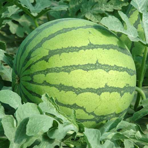 Suru Zaojia 8424 Watermelon Early Ripening Kirin Melon Xindumei Watermelon Seed Extra Large Kirin Super Sweet Seedless Melon Early Mature Resistant Laifu Watermelon Canned Approximately 500 Tablets (Anti-Cracking Early Maturity)