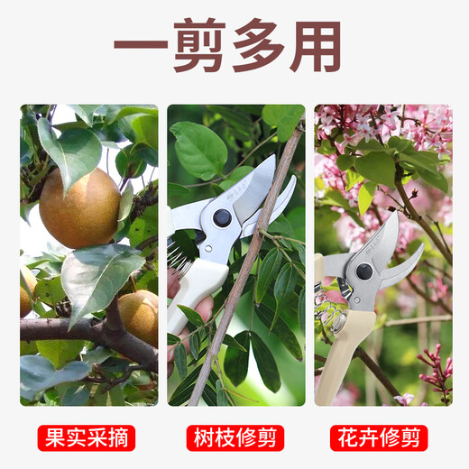 剪树枝专用剪刀园林园艺修枝剪不锈钢修剪树枝果树剪刀家用花艺剪 SK501白修枝剪14116不锈钢橙摘果
