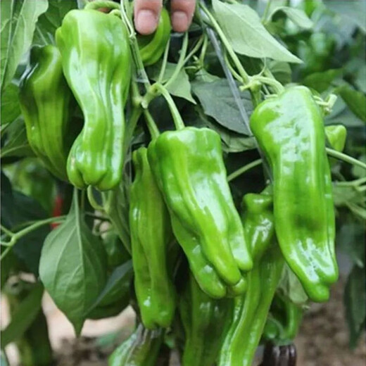 Thin-skinned green pepper seeds, early-maturing Zoupe-skinned green pepper seeds, a complete collection of pepper seeds that can be grown in pots on the patio, on the balcony, and in pots. Thin-skinned green pepper seeds, 1 pack, about 50 capsules