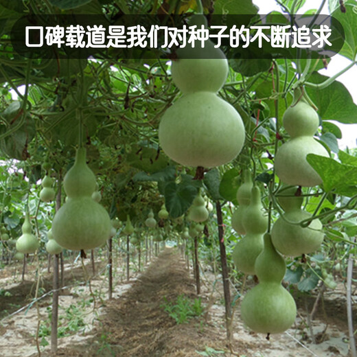 Fengming Yashi Xiaoya gourd seeds treasure gourd climbing vines ornamental vegetables melon and fruit seeds gold-inch small gourd seeds 20 capsules