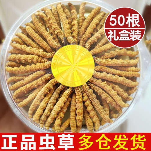 Guchenergtang Authentische Erste-Term-Cordyceps Trockenwaren Geschenk frisches Gras Erst Stoppeln Tibeter Cordyceps getrocknete Cordyceps 2 Wurzeln/G 3 Wurzeln/G 100 Wurzeln Großer Teller Geschenkbox [3 Wurzeln/g]
