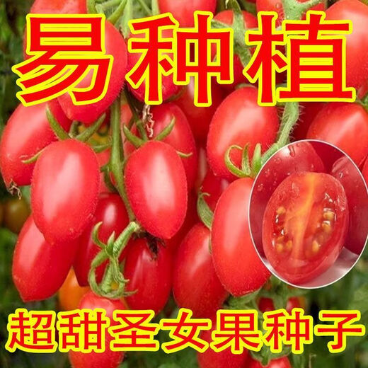 Millennium Cherry Tomato Seeds Super Sweet Cherry Tomato Balcony Easy-to-Live Four Seasons Potted Tomato Vegetable Seeds Super Sweet Red Cherry Tomato Seeds Simple Planting Nk New Seeds Addition: About 300 capsules 1 pack