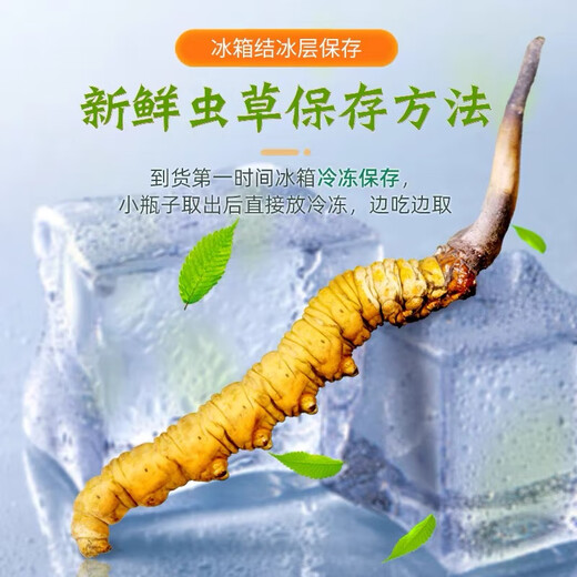 
[Tibet Straight Hair] Authentic First Fresh Cordyceps 2025 Selected High Altitude Fresh Cordyceps SF Cold Chain 0.5-0.6g/root 100 Roots