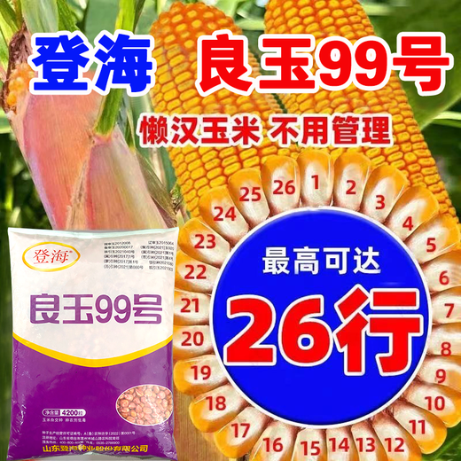 New species Denghai Liangyu 99 high-yield corn seed hybrid nationally approved short-stem drought-resistant red shaft corn seed for large field planting Denghai Liangyu 99 One acre of land contains 3.2Jin Jin equals about 0.5 kilograms Denghai Liangyu 99 corn seed