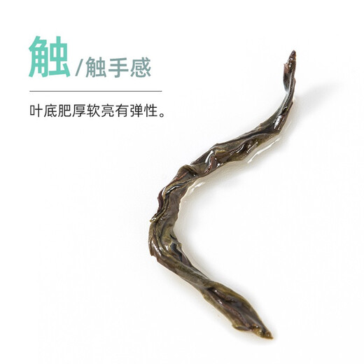 卢正浩乌龙茶武夷岩茶大红袍特级100g纸包正宗武夷山产区高香口粮茶叶