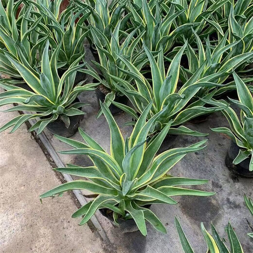 金边龙舌兰盆栽 多肉植物 虎皮兰绿植花卉好养 金边龙舌兰一颗高20-22CM左右 原土发货耐旱植物易养活