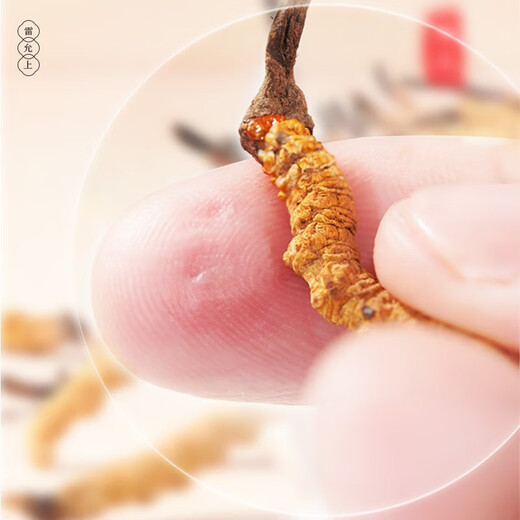 Lei Yun Shangwen Cordyceps sinensis first-class dry cordyceps gift box high-end gift gift gift elder tonic for gifts Father's Day gift [Business gift] Cordyceps 4 roots/g 50g about 200 roots